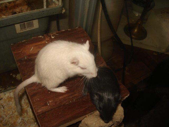 Ørkenrotte Siff - Sammen med sin unge Blackie billede 8