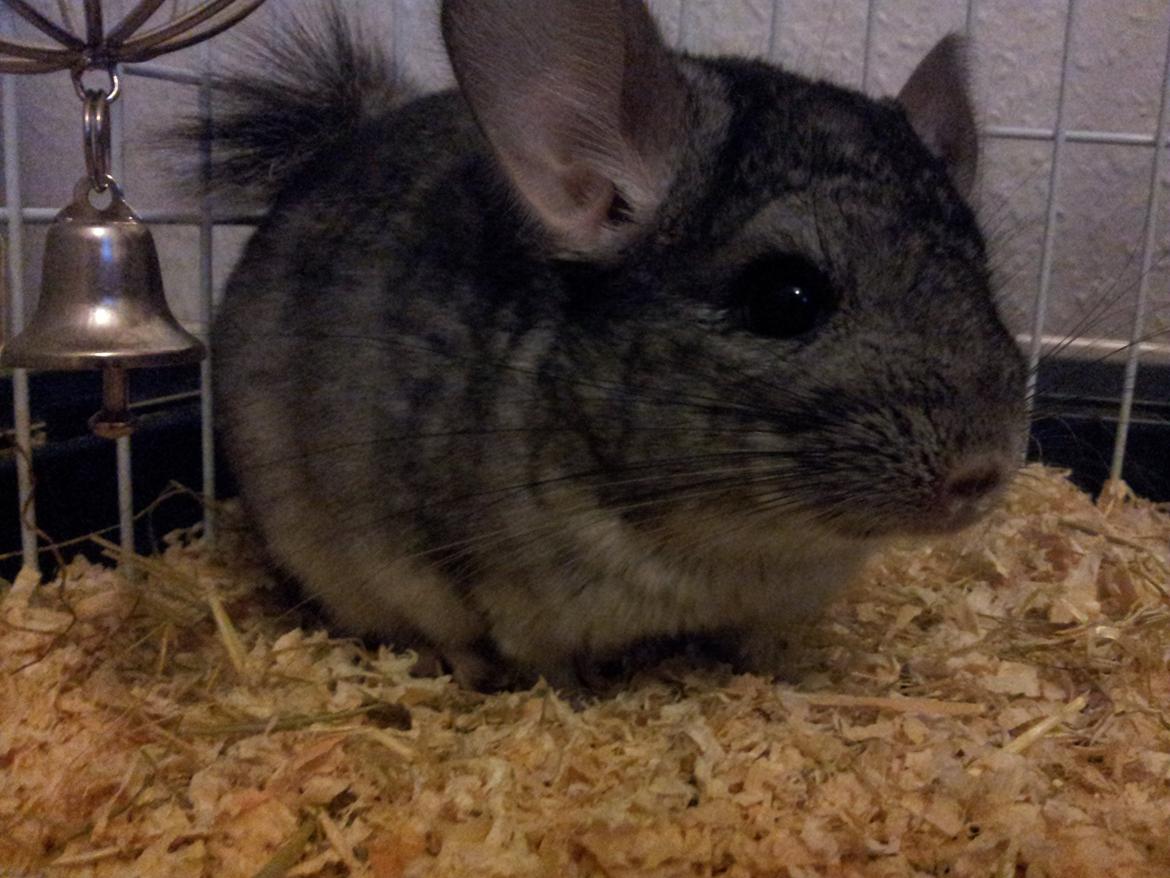 Chinchilla Pieter - Lille Pieter har taget lidt på, haps haps ^.^ billede 3