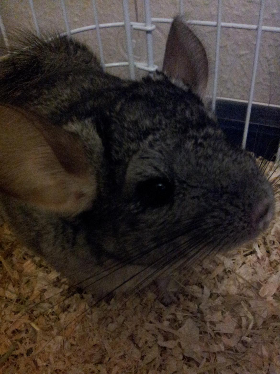 Chinchilla Pieter - Hej med dig! Første dag mor havde kameraet fremme for at tage billeder af mig. :)  billede 4