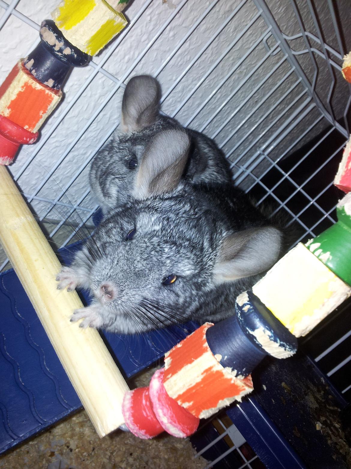 Chinchilla Pieter - Her leger jeg på min gynge, den bliver brugt FLITTIGT! ;)  billede 5
