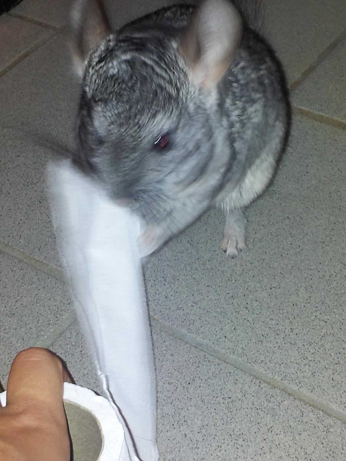 Chinchilla Pieter - Jeg spiser alt deres toilet-papir, hahahahæhæ ;) billede 6