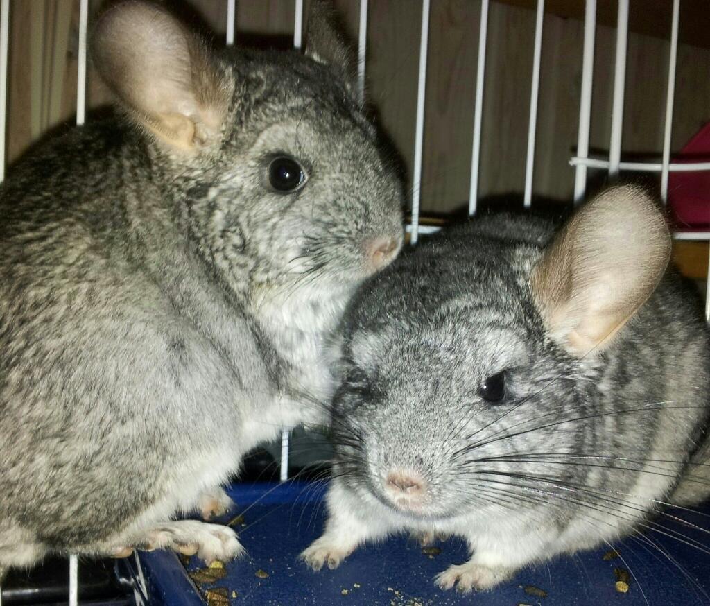 Chinchilla Pieter - Mig og min dejlige brormand, Conrad. :) Vi er hinandens et og alt  billede 7