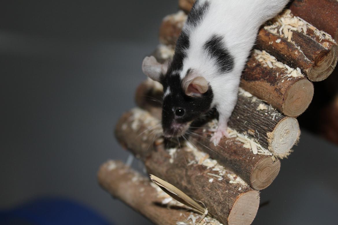 Mus Beatrice billede 1