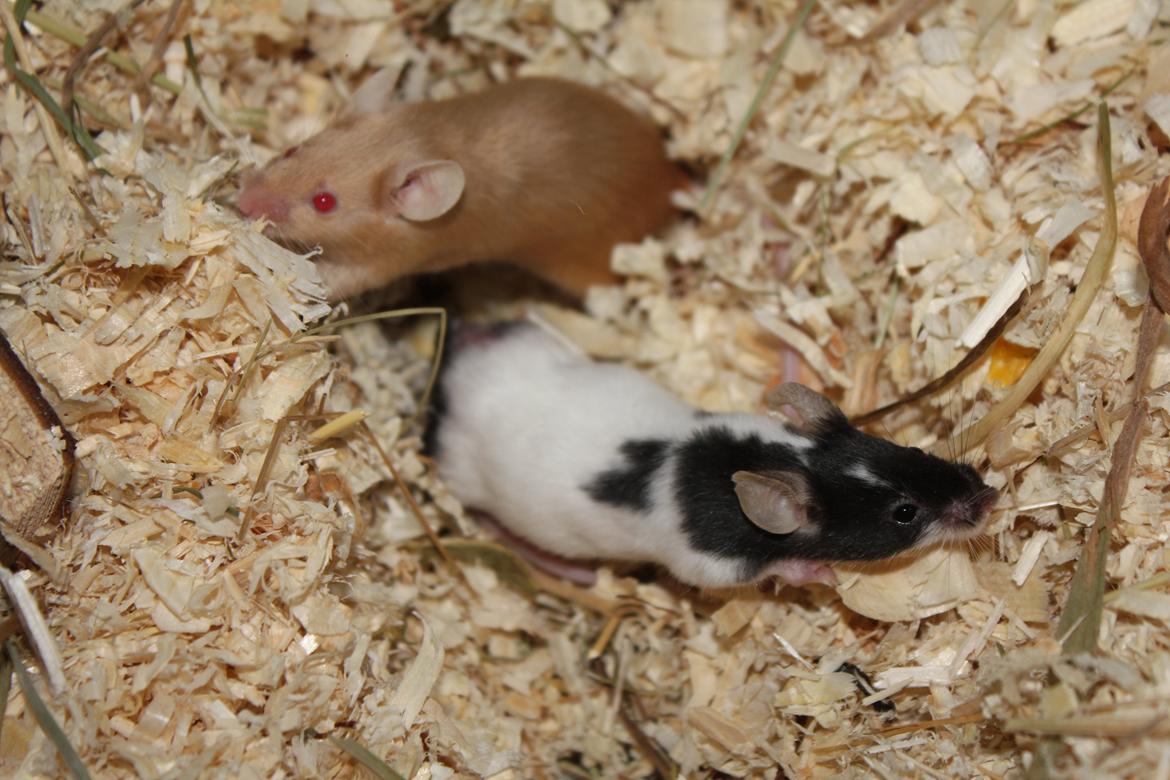 Mus Beatrice - Sammen med veninde Beate billede 2