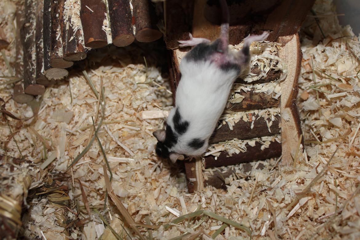 Mus Beatrice - Hendes ar billede 3