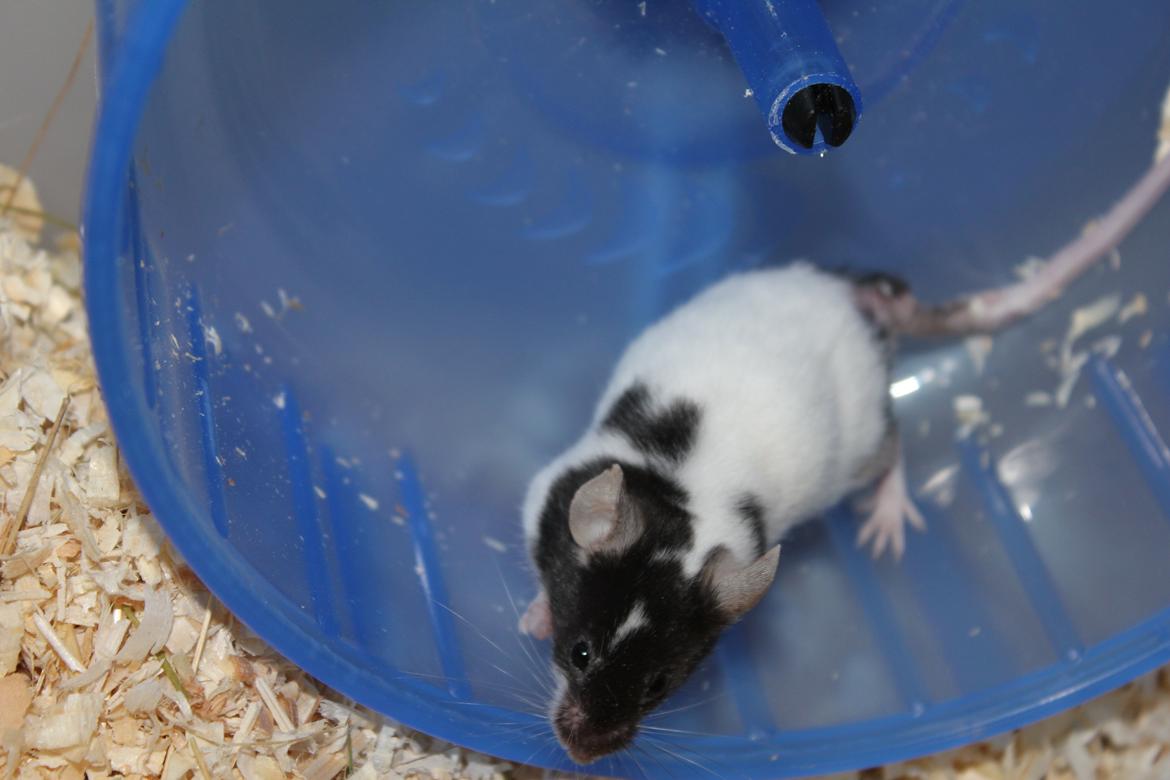 Mus Beatrice billede 4