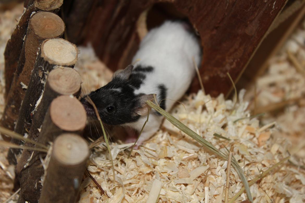 Mus Beatrice billede 5