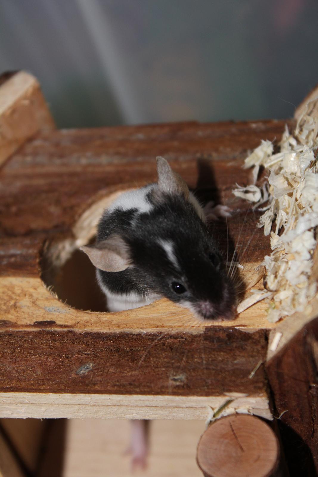 Mus Beatrice billede 6