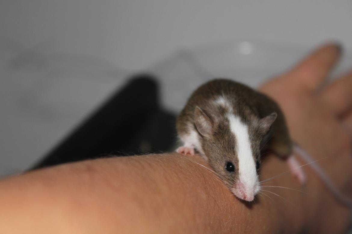 Mus Benedicte billede 2