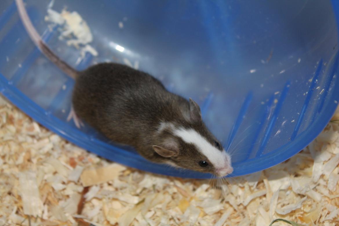 Mus Benedicte billede 4