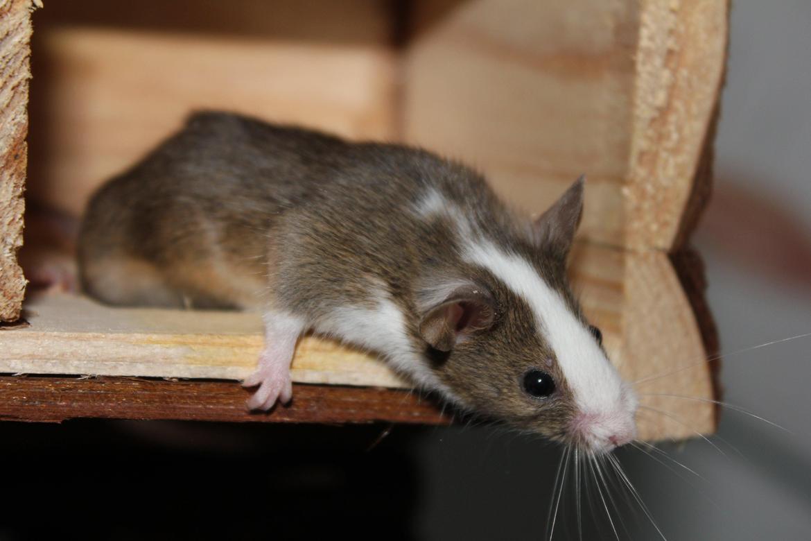 Mus Benedicte billede 5