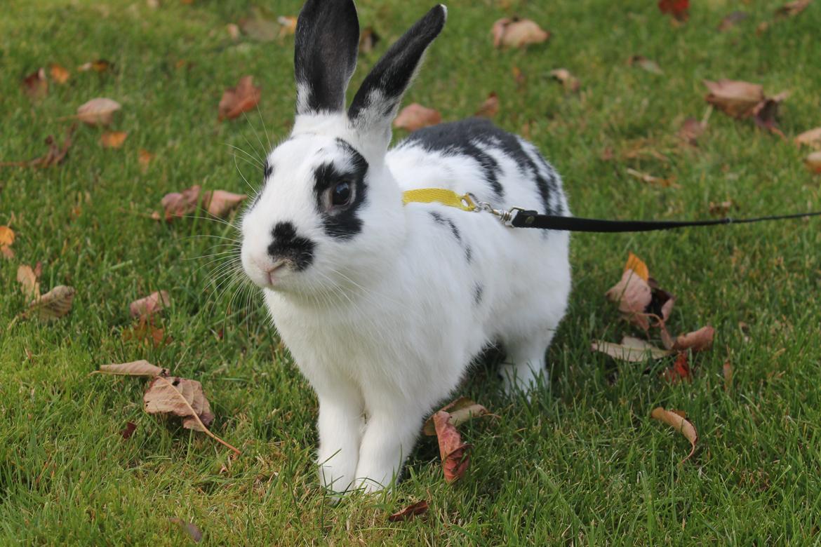 Kanin Dandelions Magnificent "Nuller" - Foto: Frederikke<3 billede 3