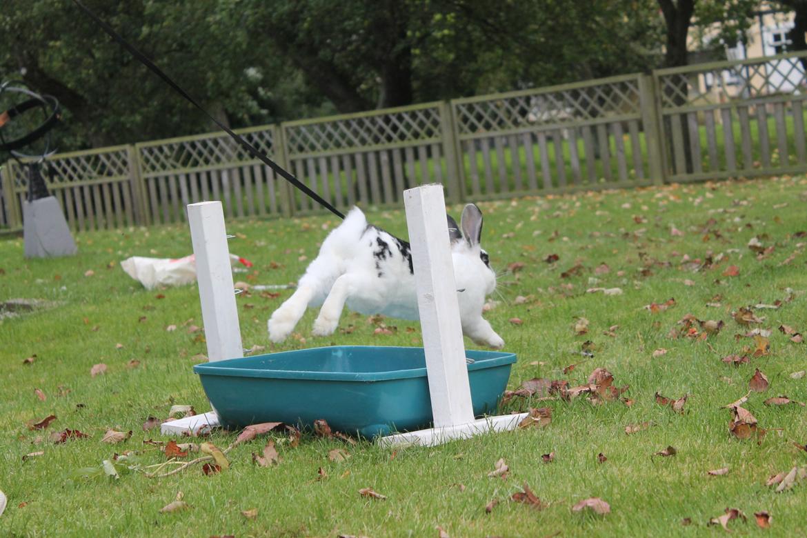 Kanin Dandelions Magnificent "Nuller" - Foto af Frederikke<3 billede 10
