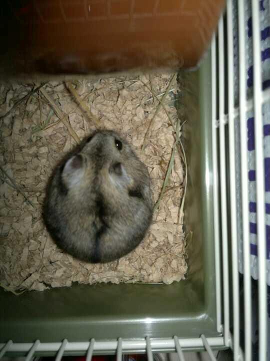 Dværghamster Pac<3 Sov sødt. billede 1