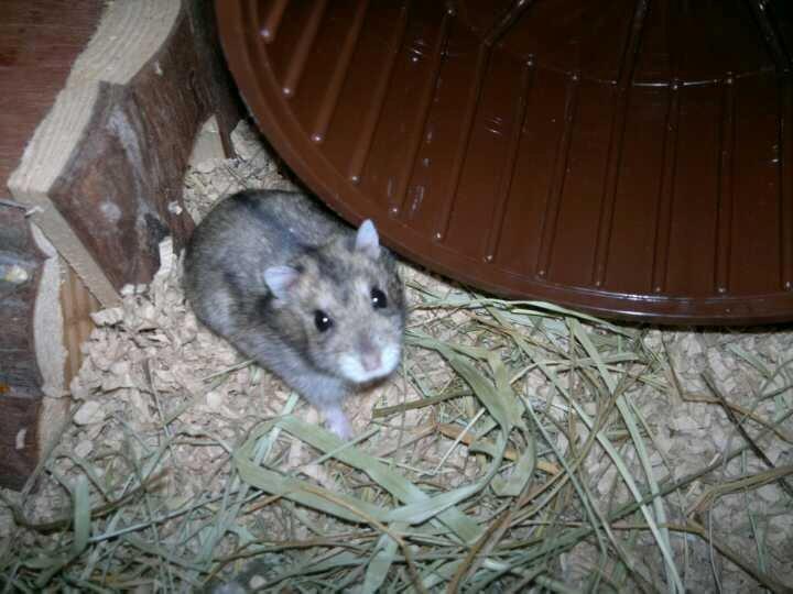 Dværghamster Pac<3 Sov sødt. billede 2