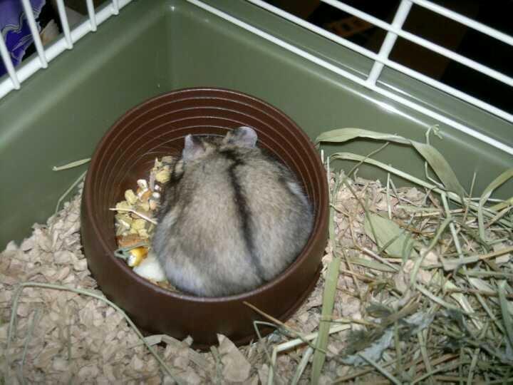 Dværghamster Pac<3 Sov sødt. billede 3