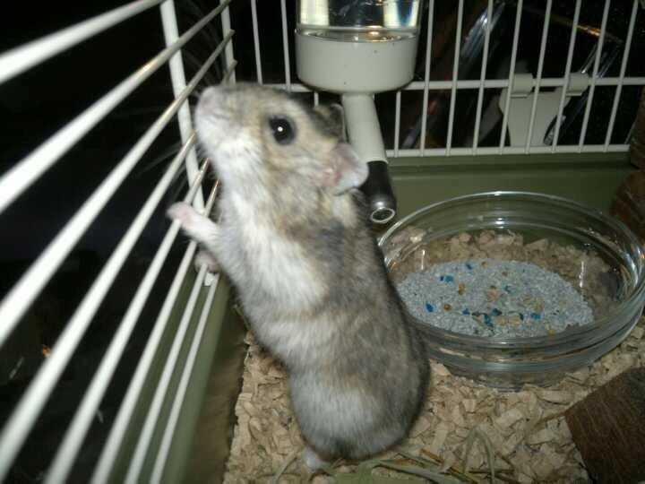 Dværghamster Pac<3 Sov sødt. billede 4