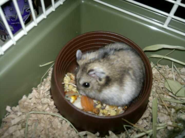 Dværghamster Pac<3 Sov sødt. billede 5