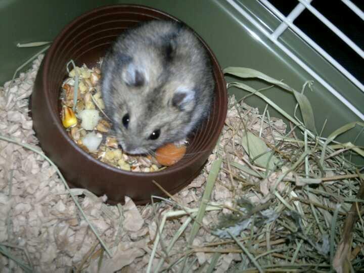 Dværghamster Pac<3 Sov sødt. billede 6