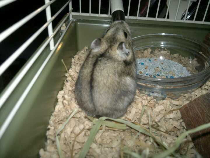 Dværghamster Pac<3 Sov sødt. billede 7