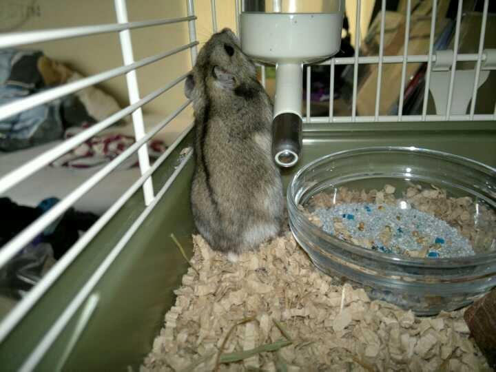 Dværghamster Pac<3 Sov sødt. billede 9