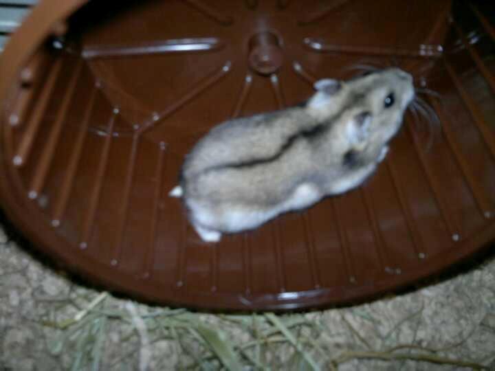 Dværghamster Pac<3 Sov sødt. billede 10