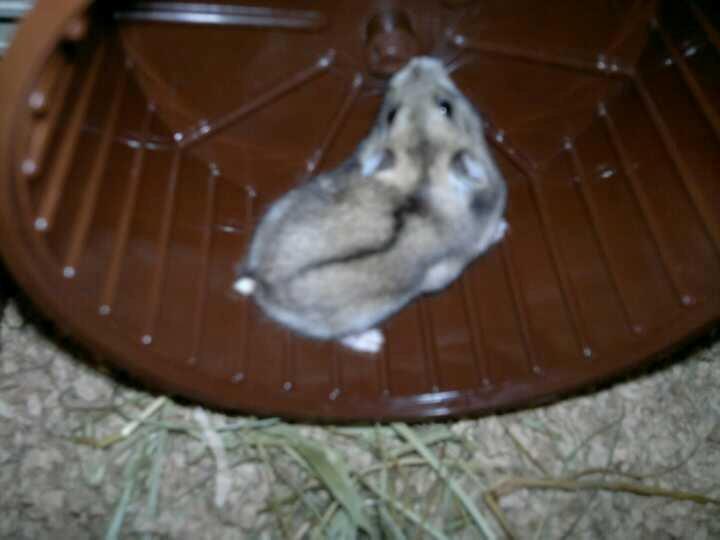 Dværghamster Pac<3 Sov sødt. billede 11