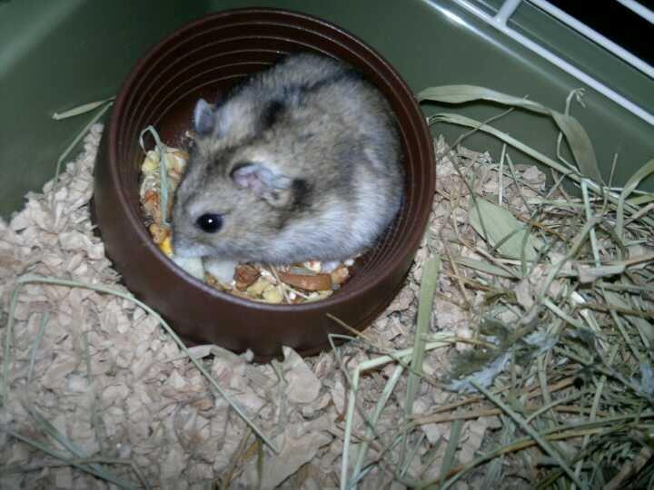 Dværghamster Pac<3 Sov sødt. billede 12