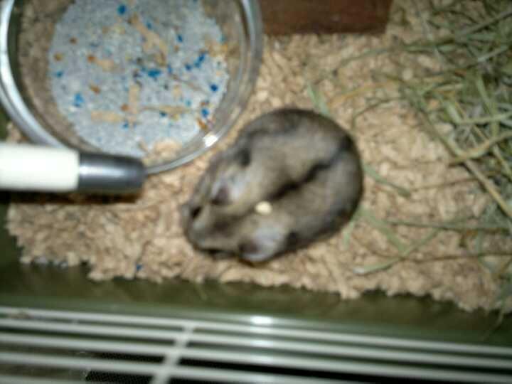 Dværghamster Pac<3 Sov sødt. billede 13