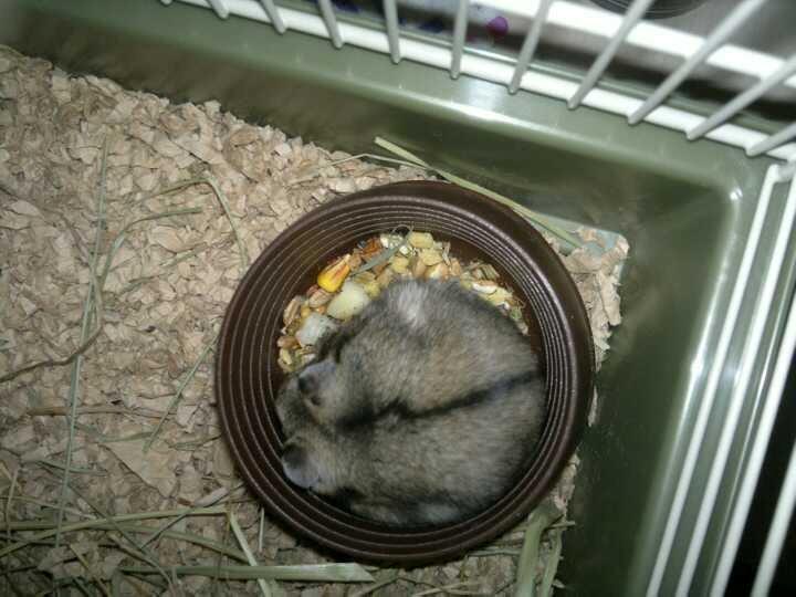 Dværghamster Pac<3 Sov sødt. billede 14