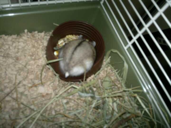 Dværghamster Pac<3 Sov sødt. billede 15