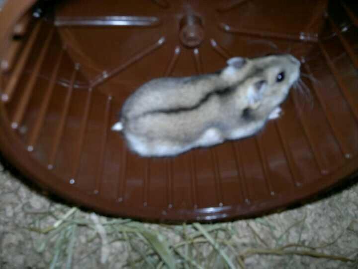 Dværghamster Pac<3 Sov sødt. billede 16