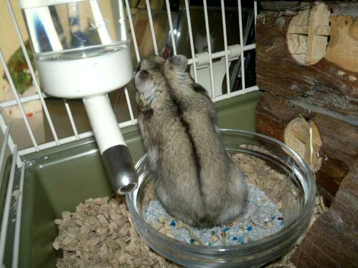 Dværghamster Pac<3 Sov sødt. billede 17