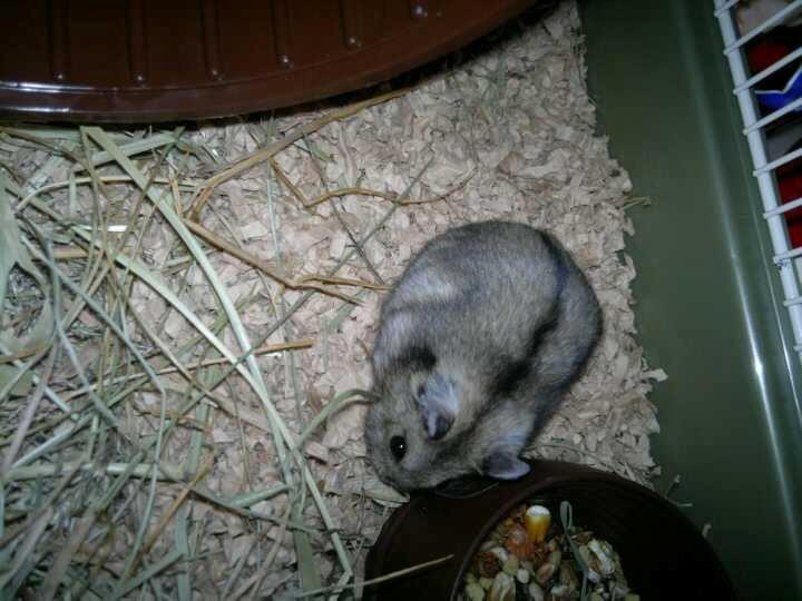 Dværghamster Pac<3 Sov sødt. billede 18