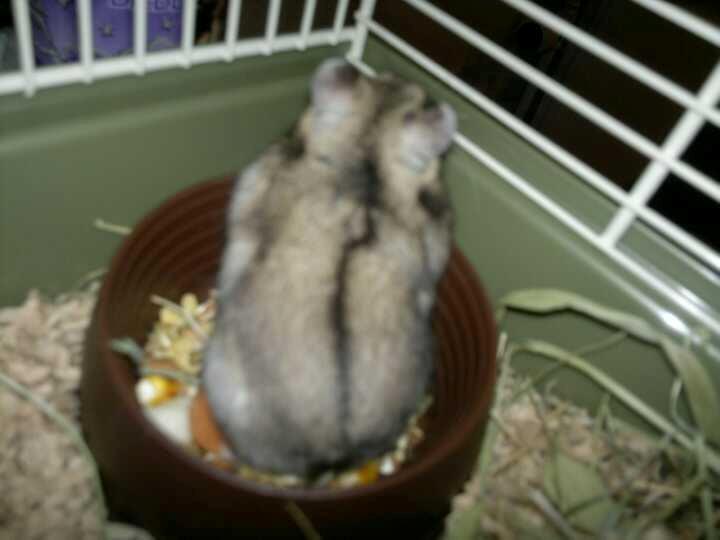 Dværghamster Pac<3 Sov sødt. billede 19