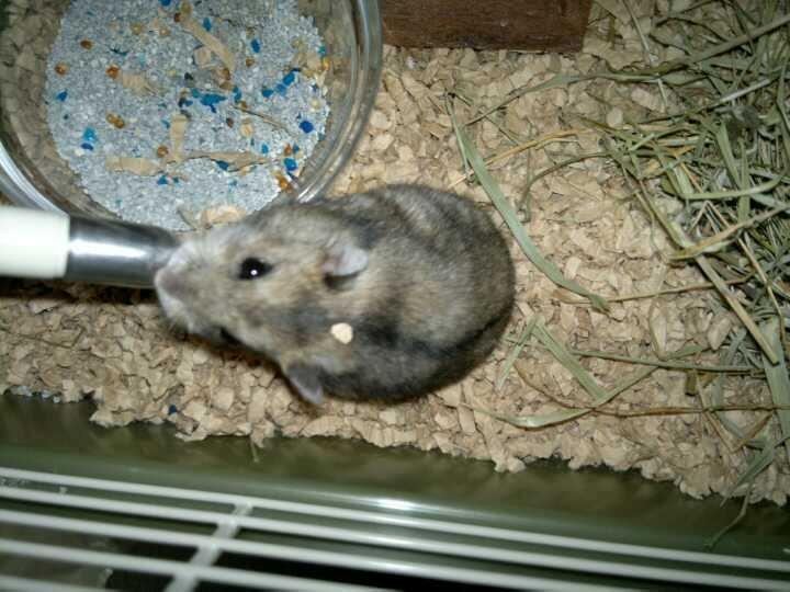 Dværghamster Pac<3 Sov sødt. billede 20