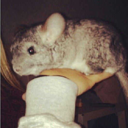 Chinchilla Pieter - Første gang jeg lod mor holde mig. :) Hun er meget stolt billede 9