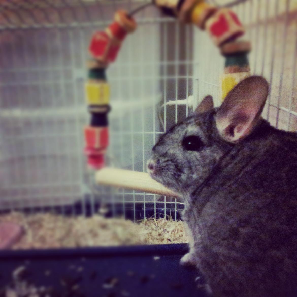 Chinchilla Pieter - At sidde og skue ud over mit domæne og mit store bur, jeg er konge! :D :D  billede 1