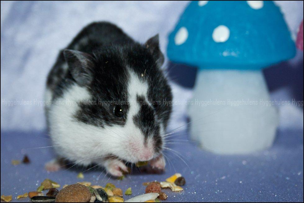 Hamster Hyggehulen's Anthea billede 1