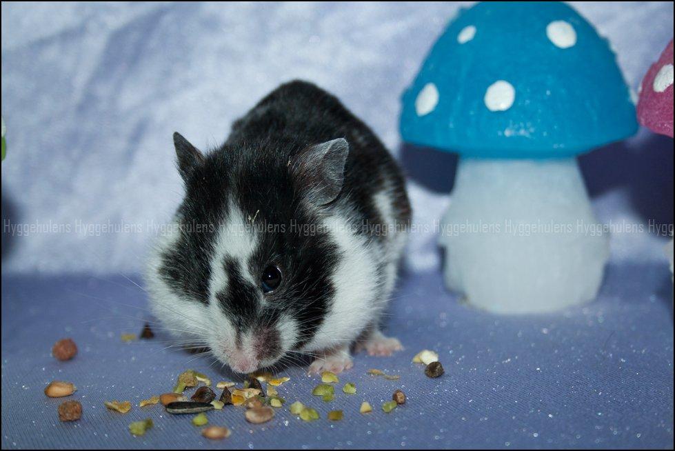 Hamster Hyggehulen's Anthea billede 2