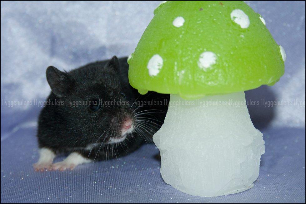 Hamster Hyggehulen's Diablo billede 1