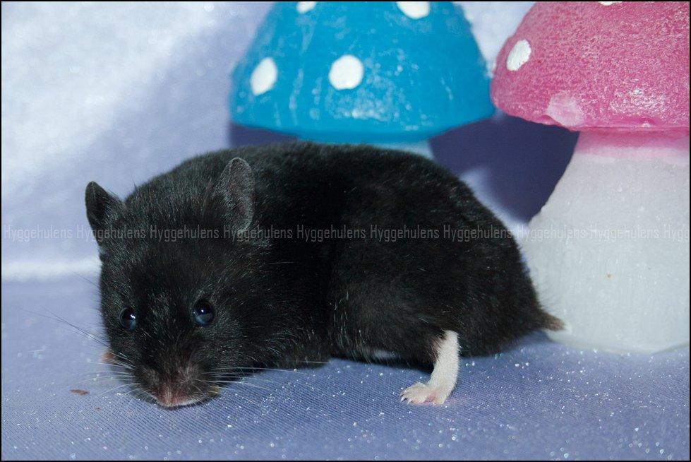 Hamster Hyggehulen's Diablo billede 2