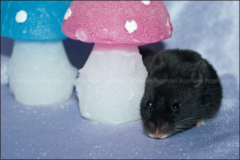 Hamster Hyggehulen's Diablo billede 3