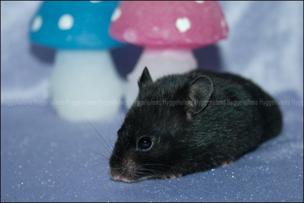 Hamster Hyggehulen's Diablo billede 4