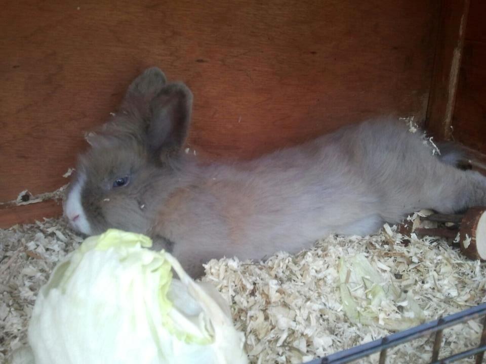 Kanin Prinsesse Candy billede 1