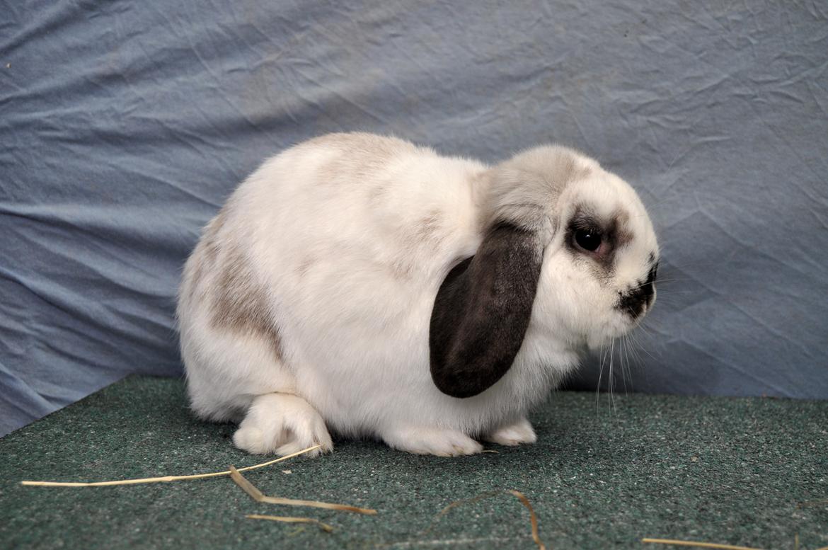 Kanin Stald Rindoms Zarzu billede 1