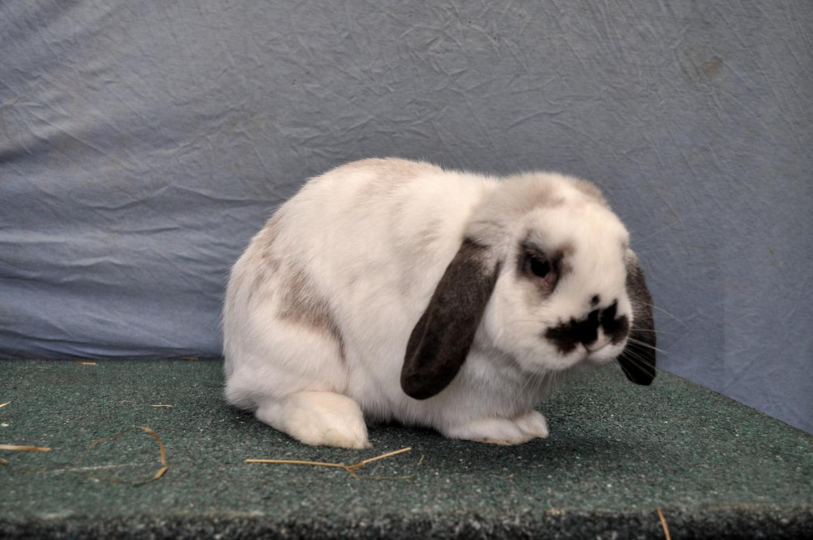 Kanin Stald Rindoms Zarzu billede 2