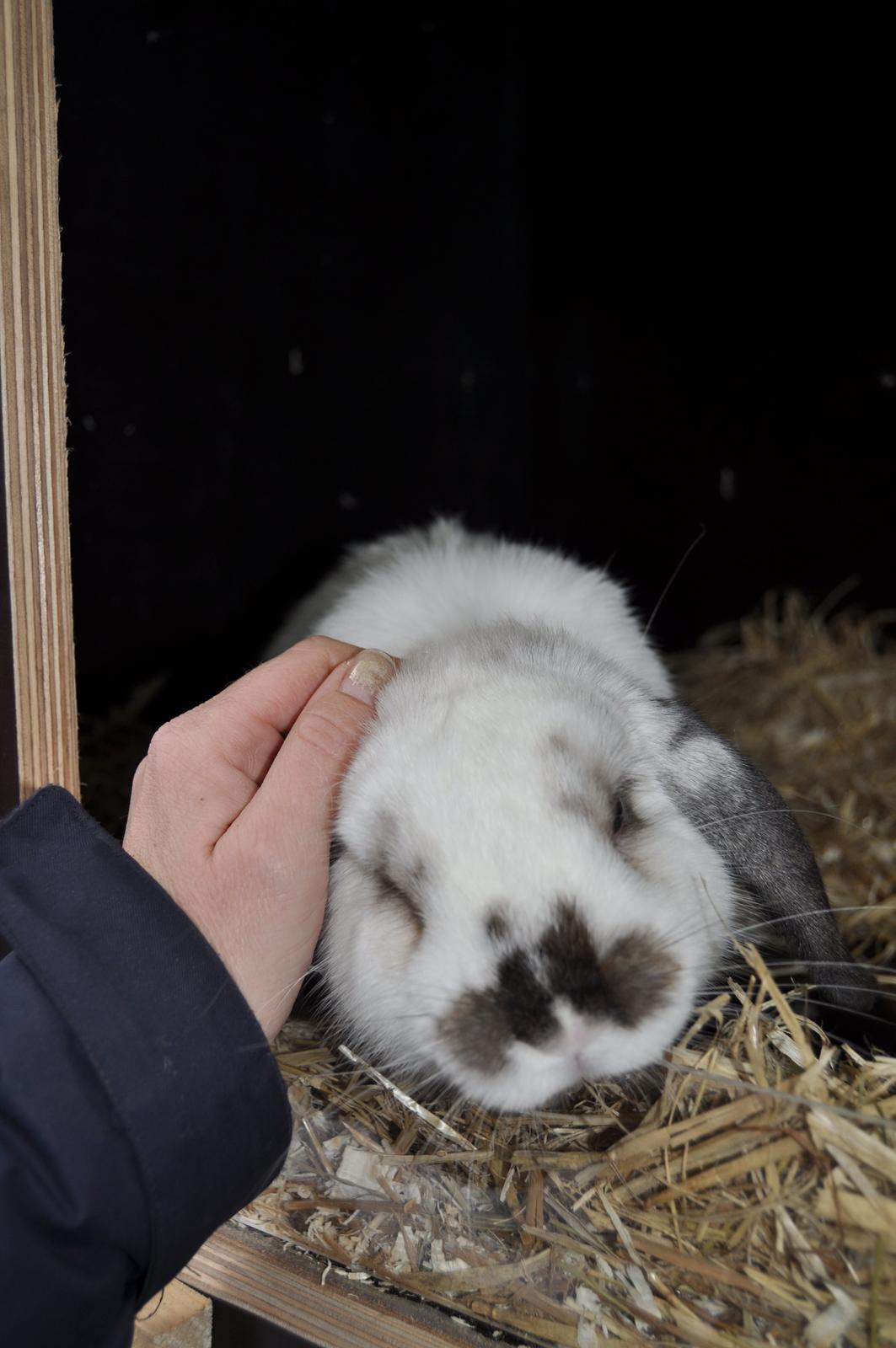 Kanin Stald Rindoms Zarzu billede 4