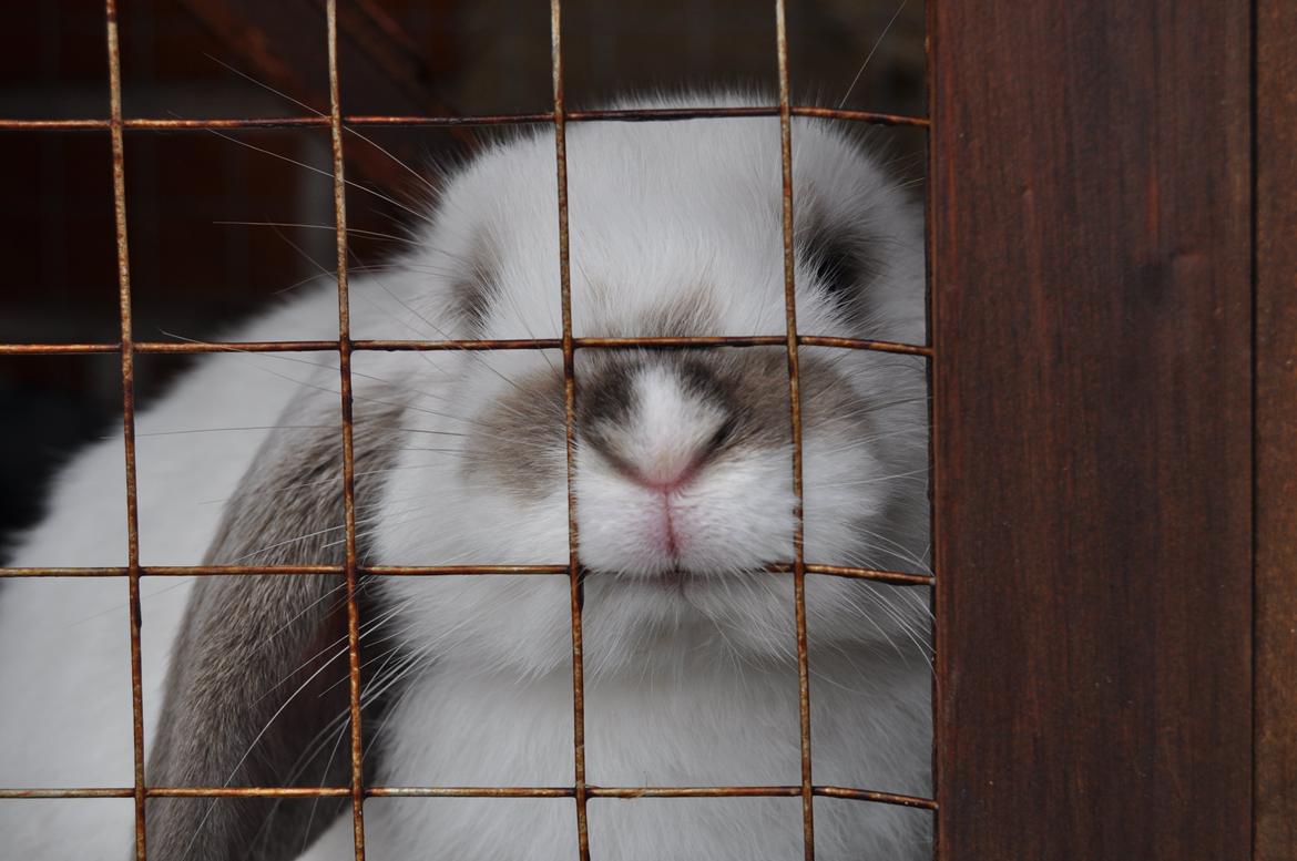 Kanin Stald Rindoms Zarzu billede 5