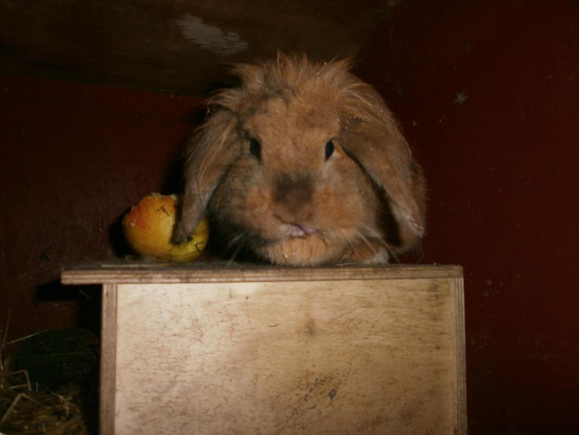 Kanin Cino *Løvevædder* *R.I.P.* billede 6